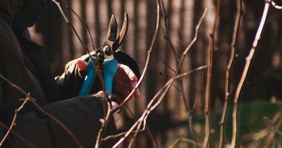 Zimowe przycinanie krzewów ozdobnych - techniki i terminy
