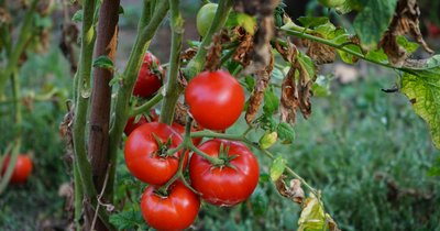 Ekologiczne nawożenie pomidorów - naturalne składniki