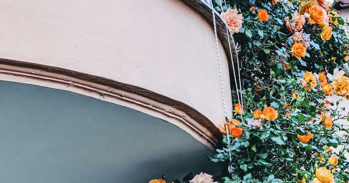 Rośliny pnące na balkon - naturalne zasłony i ozdoby