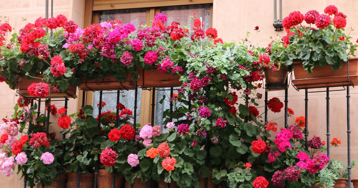 Pelargonie w różnych odmianach - kolorowe kaskady na balkonie