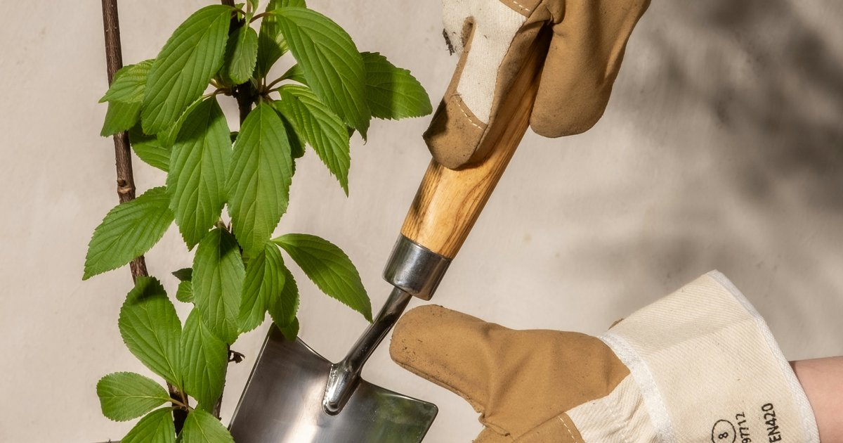 Organiczne nawożenie roślin doniczkowych - naturalne składniki