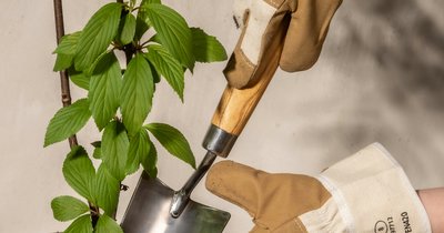 Organiczne nawożenie roślin doniczkowych - naturalne składniki